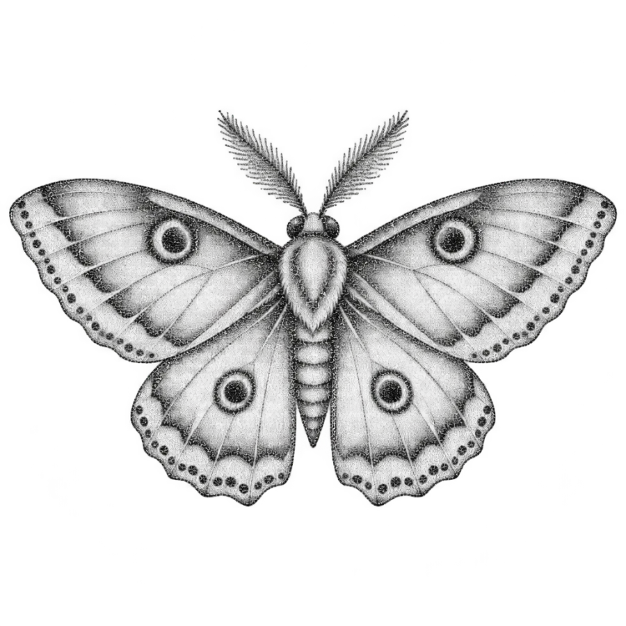Dotwork stippling tattoo design of a moth with wings spread across the chest