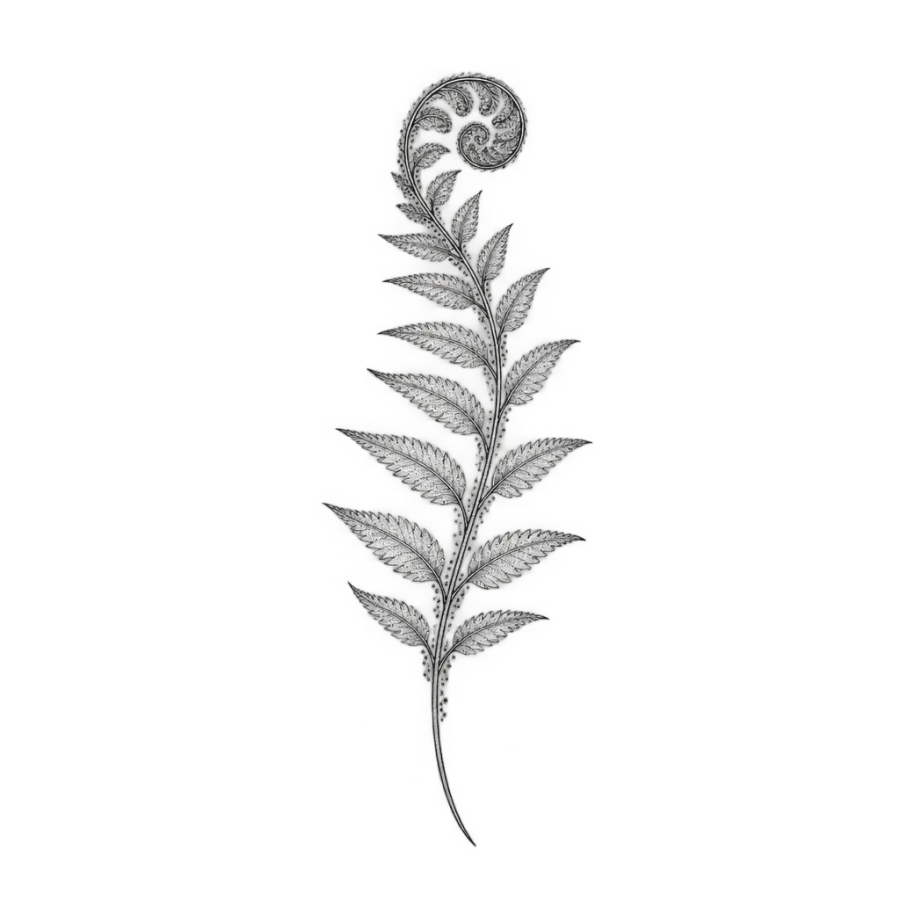 Fine line tattoo design of an unfurling fern frond with dotwork spores